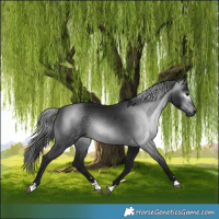 Horse Color:Gray Black 