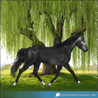 Horse Color:Gray Black