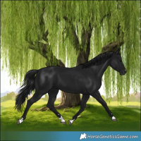 Horse Color:Gray Black 
