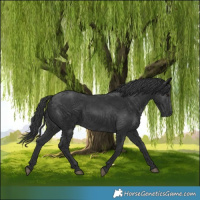 Horse Color:Black 