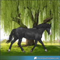 Horse Color:Black Splash 