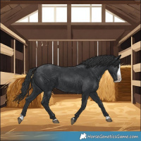 Horse Color:Black Splash