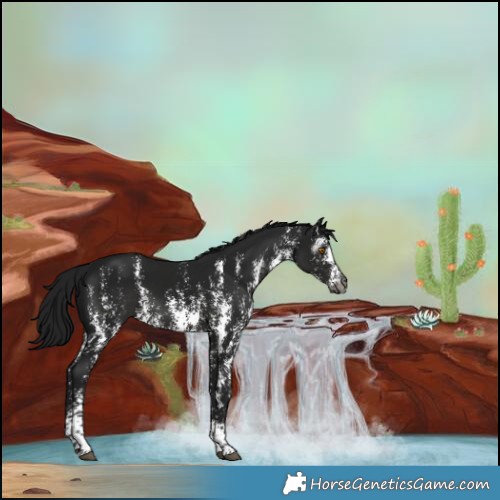 Horse Color:Gray Black Sabino