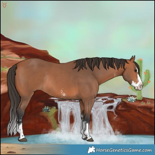 Horse Color:Bay Sabino Splash Rabicano 