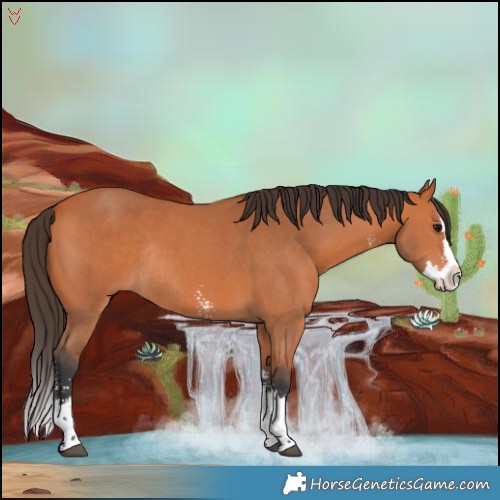 Horse Color:Bay Sabino Splash Rabicano 