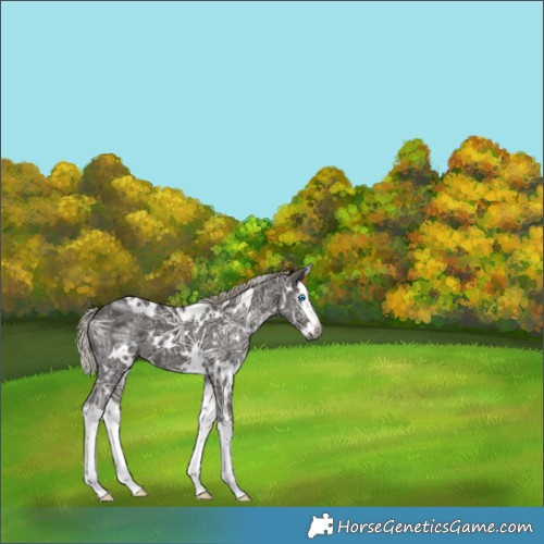 Horse Color:Gray White Spotted Silver Black Ice Splash