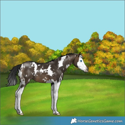 Horse Color:Gray White Spotted Brown Dun Splash 