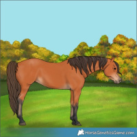 Horse Color:Unknown 