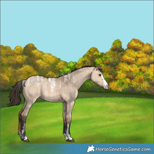 Horse Color:Powder White Bay Dun Brindle