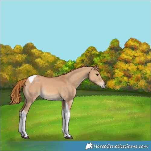 Horse Color:Red Dun Tobiano 