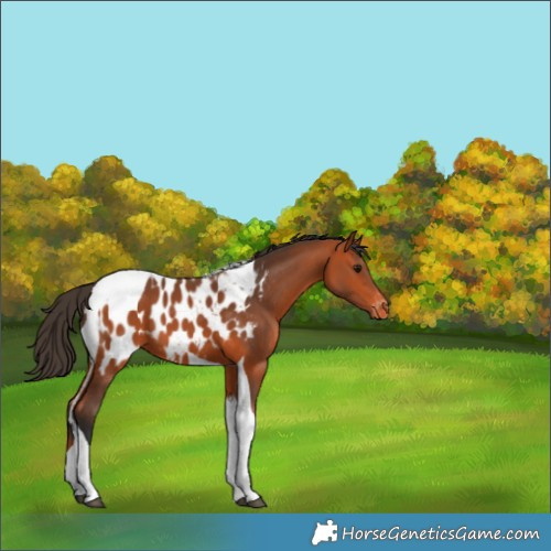 Horse Color:Bay Tobiano Appaloosa 