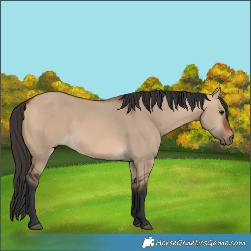 Horse Color:Bay Dun