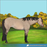 Horse Color:Bay Dun 