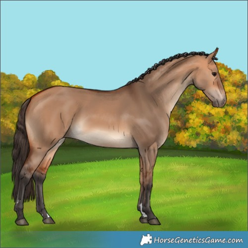 Horse Color:Bay Dun 