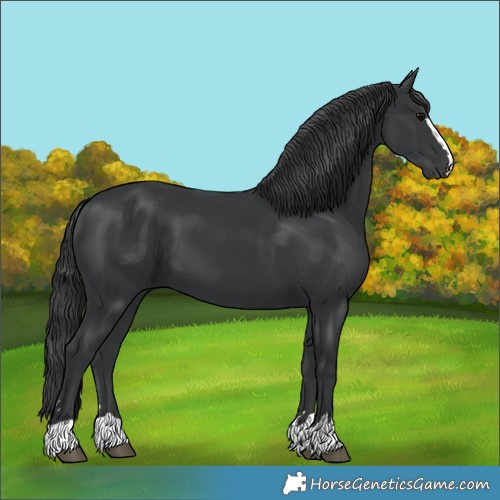 Horse Color:Black 