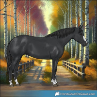 Horse Color:Black 