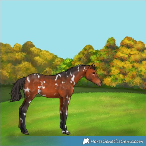 Horse Color:White Spotted Brown 