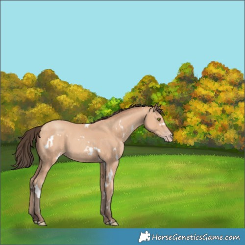 Horse Color:White Spotted Amber Champagne 