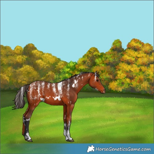 Horse Color:Powder White White Spotted Bay 