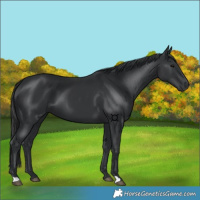 Horse Color:Black 