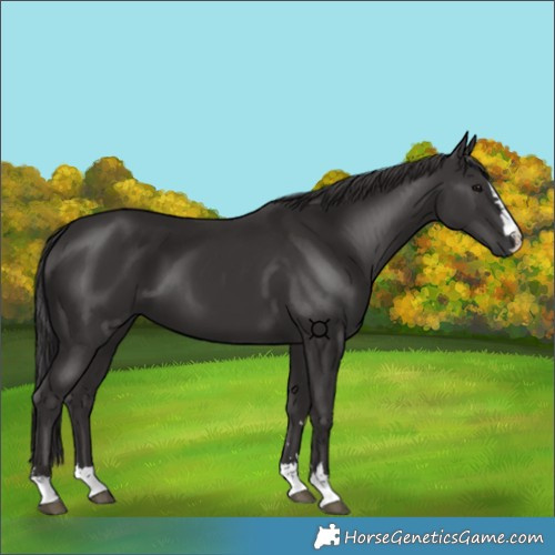 Horse Color:Smoky Black