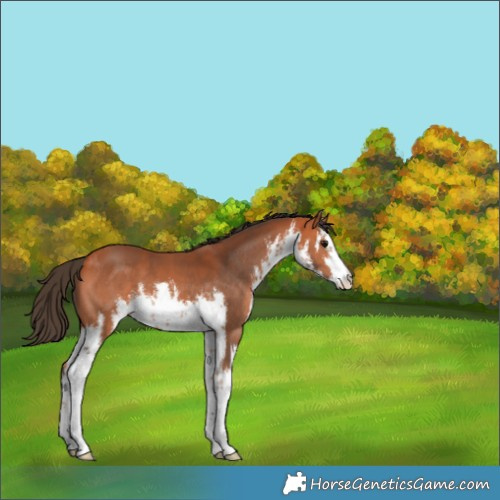 Horse Color:White Spotted Bay 