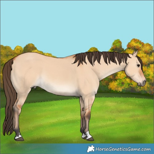 Horse Color:Bay Dun 