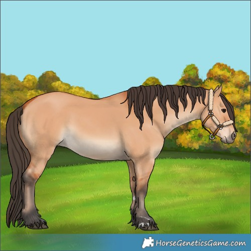 Horse Color:Bay Dun 