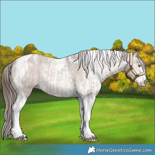 Horse Color:Amber Champagne Sabino Tobiano Appaloosa  and Gray Amber Champagne Sabino Tobiano Appaloosa 