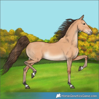 Horse Color:Bay Dun