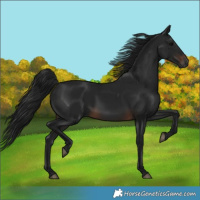 Horse Color:Gray White Spotted Brown 