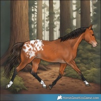 Horse Color:Bay Appaloosa