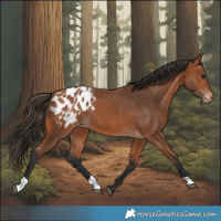 Horse Color:Bay Blanket 