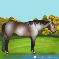 Horse Color:Gray Bay 