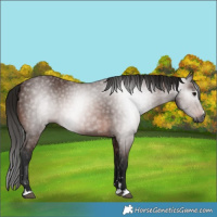 Horse Color:Gray Bay 