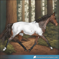 Horse Color:Bay Appaloosa