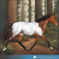 Horse Color:Bay Appaloosa 