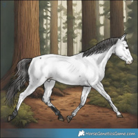 Horse Color:Black Appaloosa