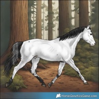 Horse Color:Black Appaloosa
