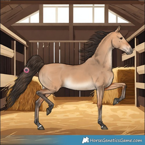 Horse Color:Bay Dun 