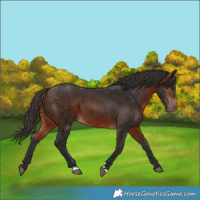Horse Color:Bay 