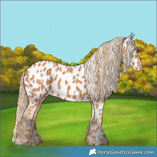 Horse Color:Chestnut Near Leopard 