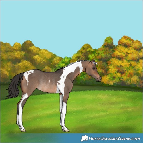 Horse Color:Brown Dun Tobiano Rabicano 