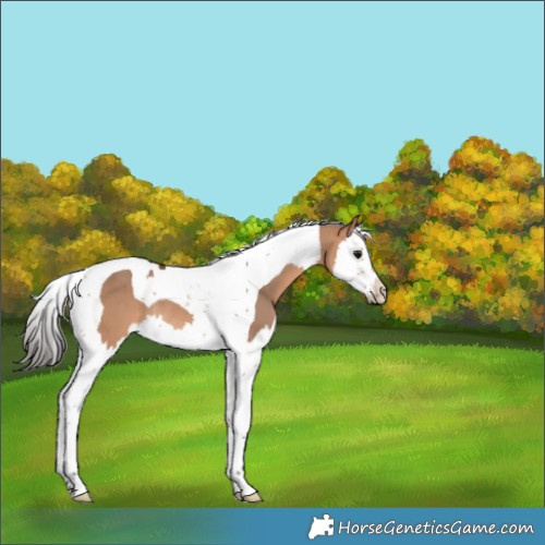Horse Color:Brown Dun Splash Tobiano Rabicano 