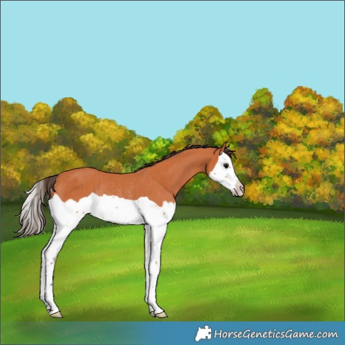 Horse Color:Bay Splash Rabicano 