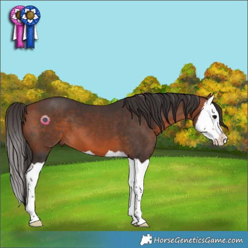 Horse Color:Bay Splash 