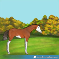 Horse Color:Bay Splash 