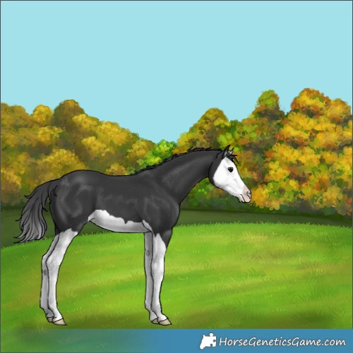 Horse Color:Black Splash 