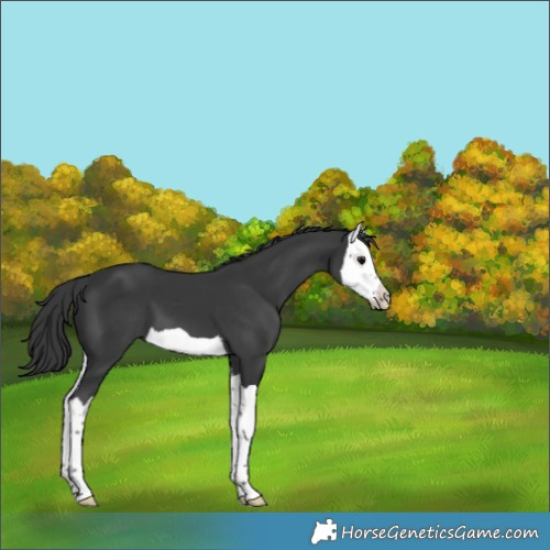 Horse Color:Black Splash 