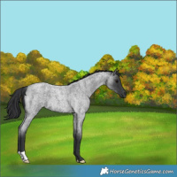 Horse Color:Blue Roan 